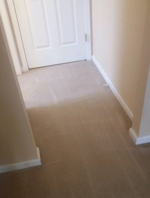 carpet cleaning after urine removal