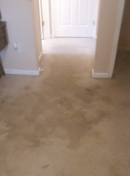 heavily pet stained carpet